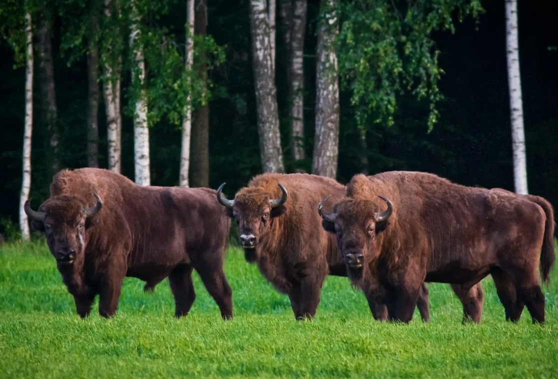 Беловежская пуща — легенды, духи и древние дубы Беловежская пуща — легенды, духи и древние дубы