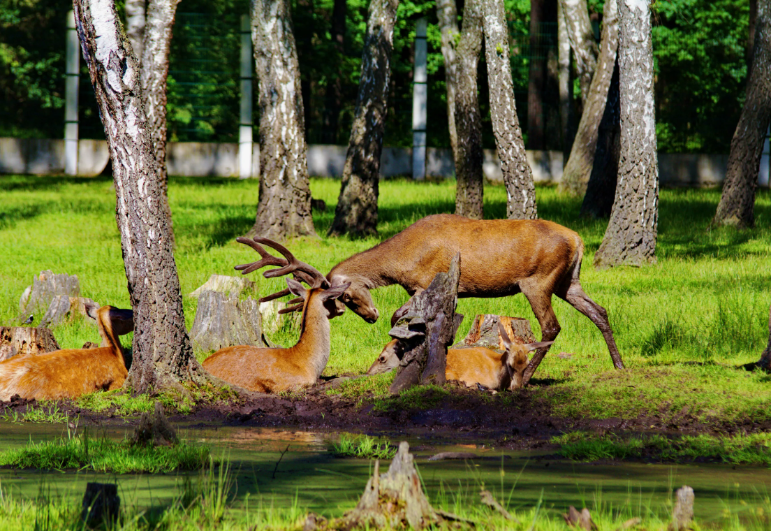 Беловежская пуща — легенды, духи и древние дубы Беловежская пуща — легенды, духи и древние дубы