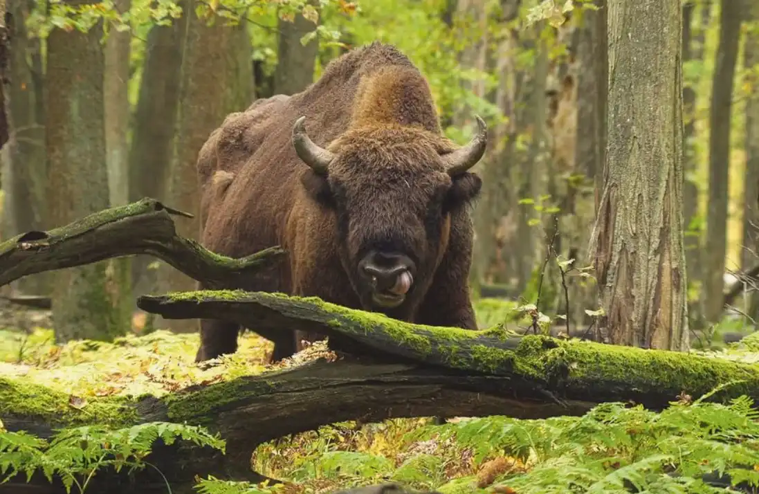 Беловежская пуща — легенды, духи и древние дубы