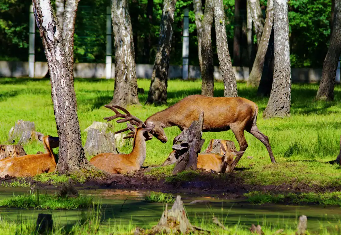 Беловежская пуща — легенды, духи и древние дубы