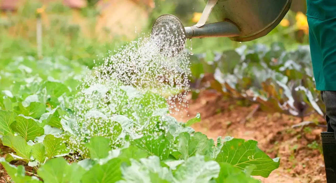 Как используют внекорневые удобрения в разных странах мира